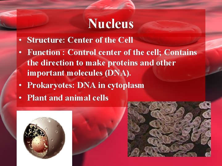 Nucleus • Structure: Center of the Cell • Function : Control center of the