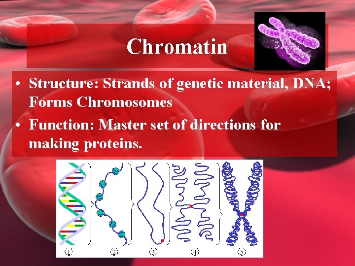 Chromatin • Structure: Strands of genetic material, DNA; Forms Chromosomes • Function: Master set