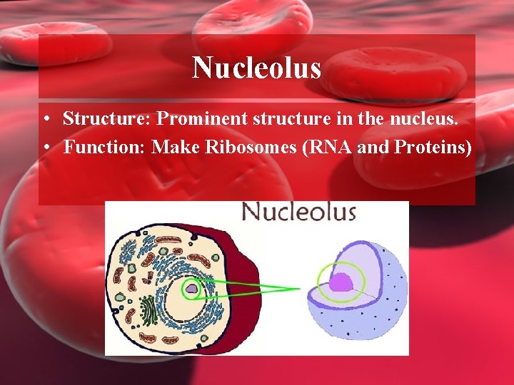 Nucleolus • Structure: Prominent structure in the nucleus. • Function: Make Ribosomes (RNA and