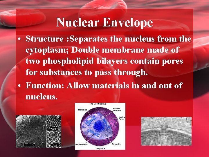 Nuclear Envelope • Structure : Separates the nucleus from the cytoplasm; Double membrane made