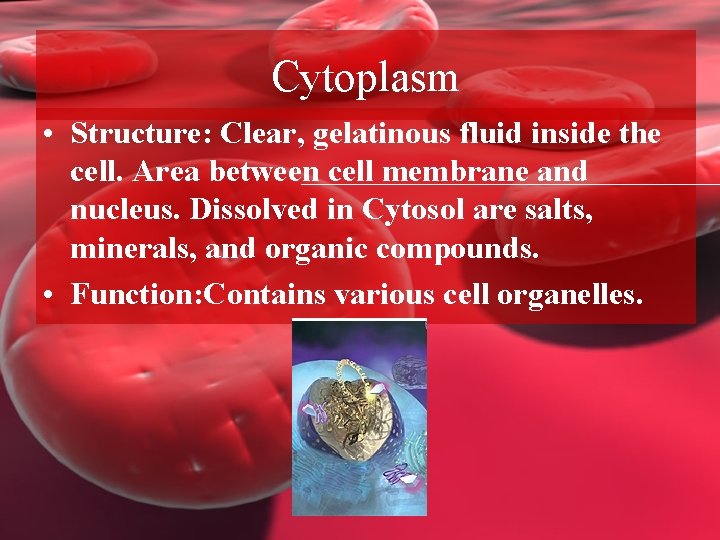 Cytoplasm • Structure: Clear, gelatinous fluid inside the cell. Area between cell membrane and