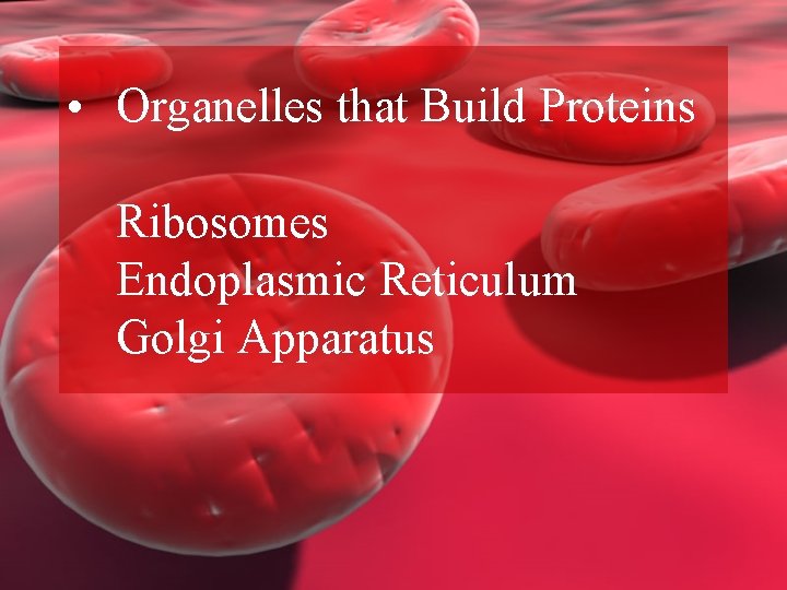  • Organelles that Build Proteins Ribosomes Endoplasmic Reticulum Golgi Apparatus 