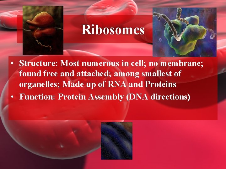 Ribosomes • Structure: Most numerous in cell; no membrane; found free and attached; among