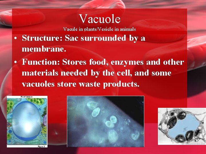 Vacuole Vacule in plants/Vesicle in animals • Structure: Sac surrounded by a membrane. •