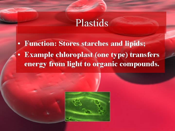 Plastids • Function: Stores starches and lipids; • Example chloroplast (one type) transfers energy