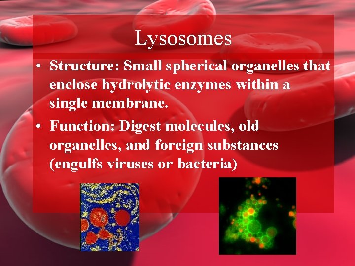 Lysosomes • Structure: Small spherical organelles that enclose hydrolytic enzymes within a single membrane.