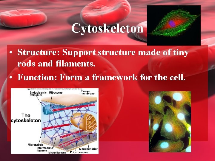 Cytoskeleton • Structure: Support structure made of tiny rods and filaments. • Function: Form