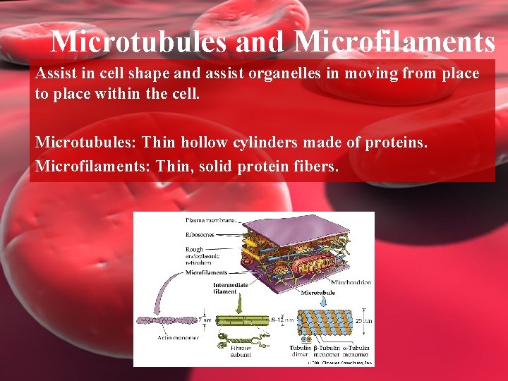 Microtubules and Microfilaments Assist in cell shape and assist organelles in moving from place