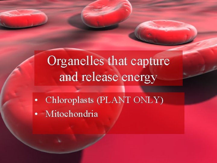 Organelles that capture and release energy • Chloroplasts (PLANT ONLY) • Mitochondria 