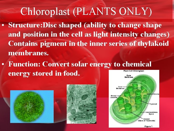 Chloroplast (PLANTS ONLY) • Structure: Disc shaped (ability to change shape and position in