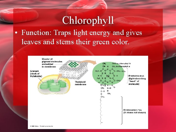 Chlorophyll • Function: Traps light energy and gives leaves and stems their green color.