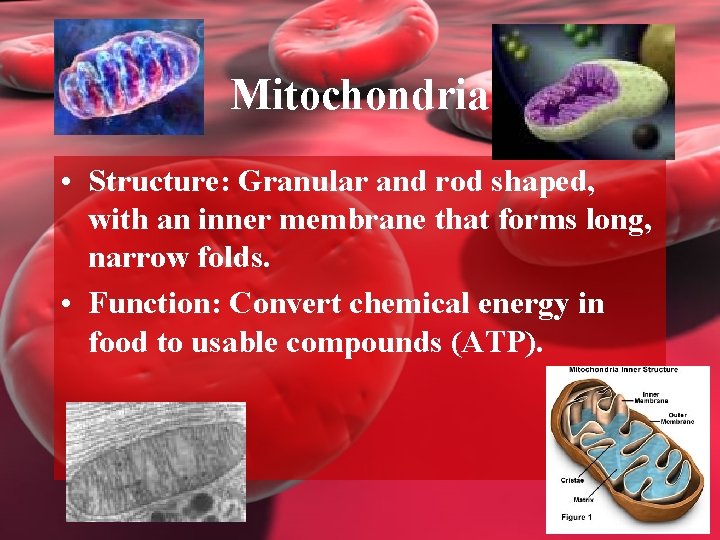 Mitochondria • Structure: Granular and rod shaped, with an inner membrane that forms long,