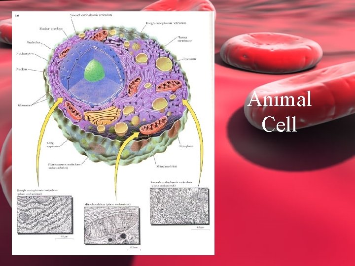 Animal Cell 