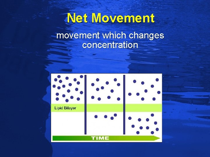 Slide 59 Net Movement movement which changes concentration 