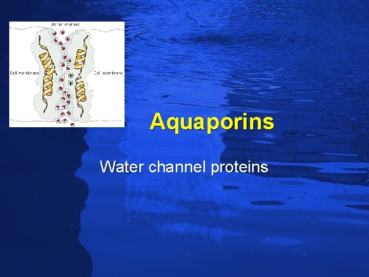 Slide 64 Aquaporins Water channel proteins 