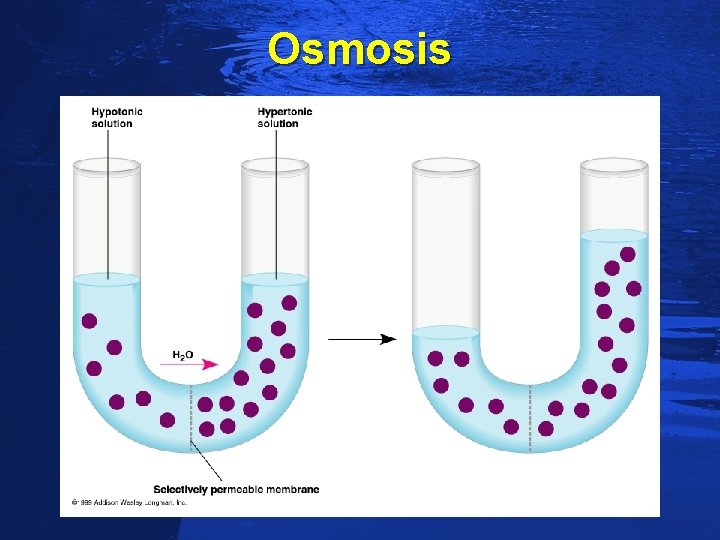 Slide 65 Osmosis 