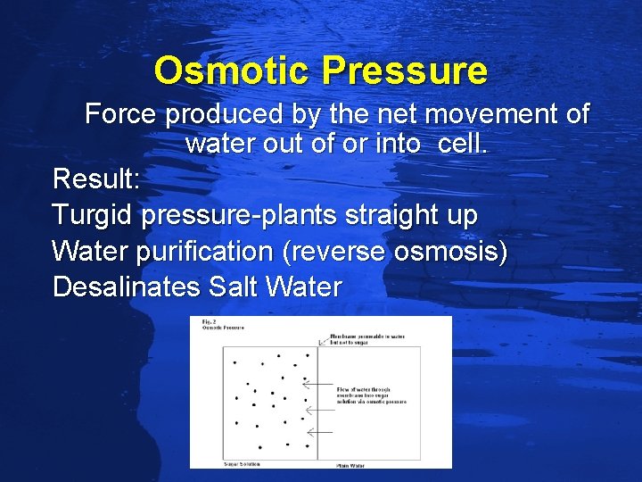 Slide 66 Osmotic Pressure Force produced by the net movement of water out of