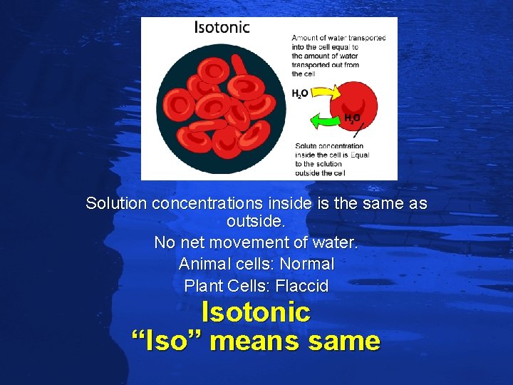 Slide 68 Solution concentrations inside is the same as outside. No net movement of