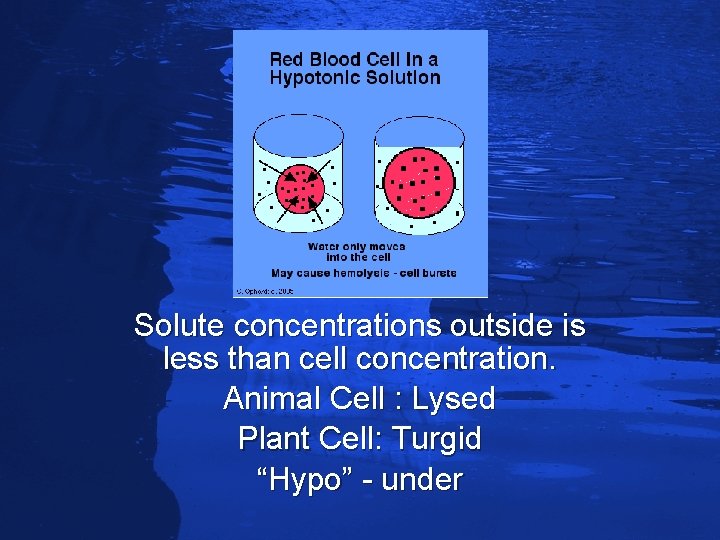 Slide 69 Solute concentrations outside is less than cell concentration. Animal Cell : Lysed