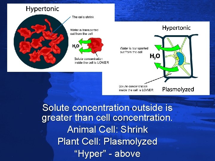 Slide 71 Solute concentration outside is greater than cell concentration. Animal Cell: Shrink Plant