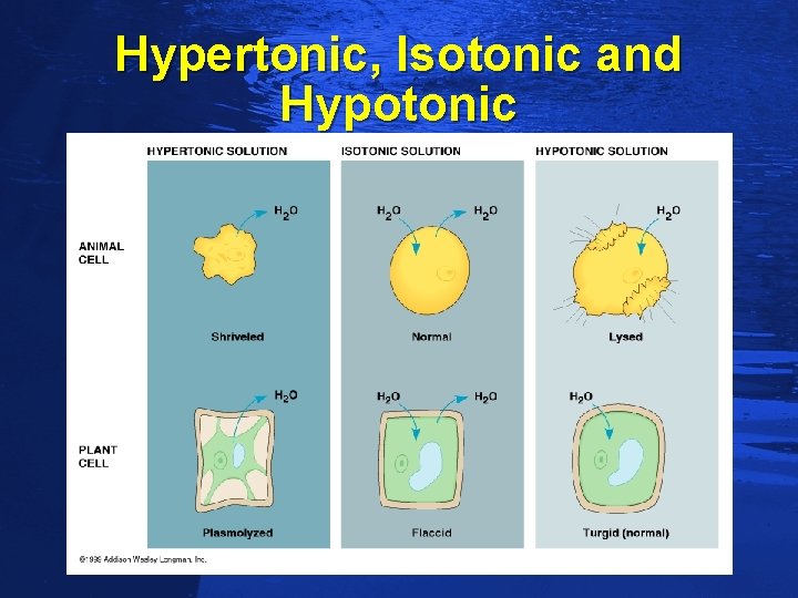 Slide 74 Hypertonic, Isotonic and Hypotonic 