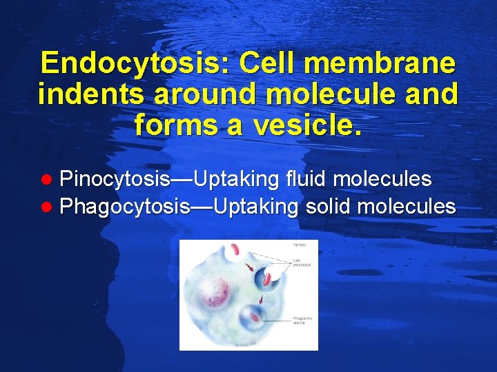 Slide 81 Endocytosis: Cell membrane indents around molecule and forms a vesicle. l Pinocytosis—Uptaking