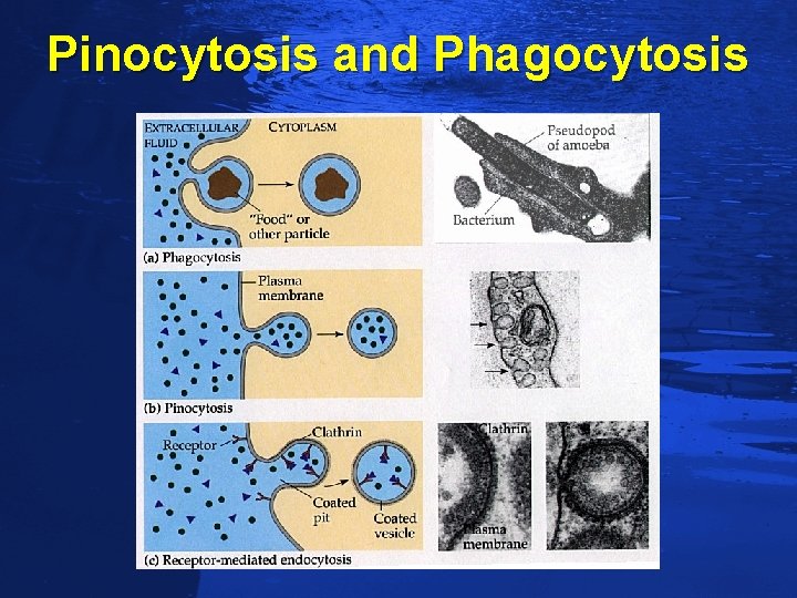 Slide 82 Pinocytosis and Phagocytosis 