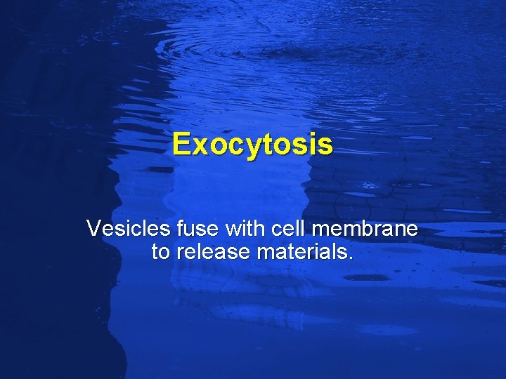 Slide 83 Exocytosis Vesicles fuse with cell membrane to release materials. 