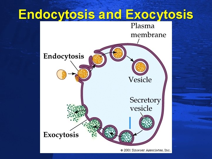 Slide 84 Endocytosis and Exocytosis 