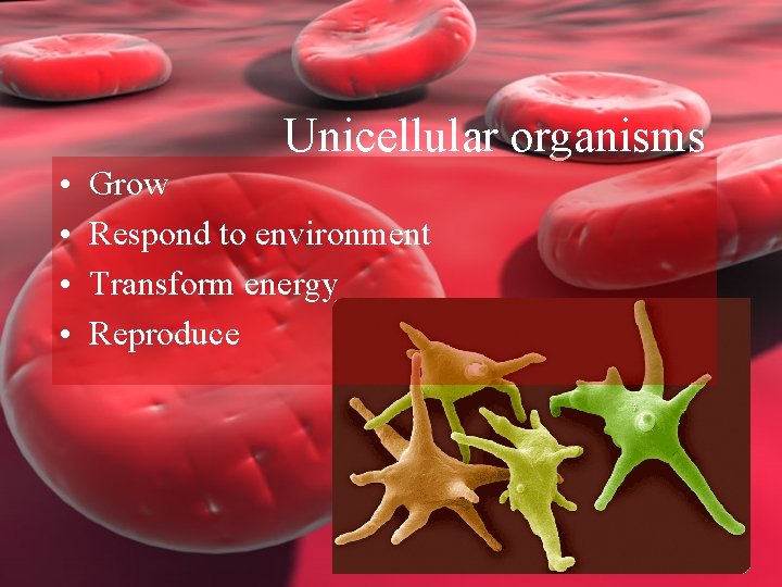 Unicellular organisms • • Grow Respond to environment Transform energy Reproduce 