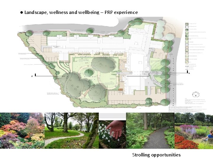 ● Landscape, wellness and wellbeing – PRP experience Strolling opportunities 