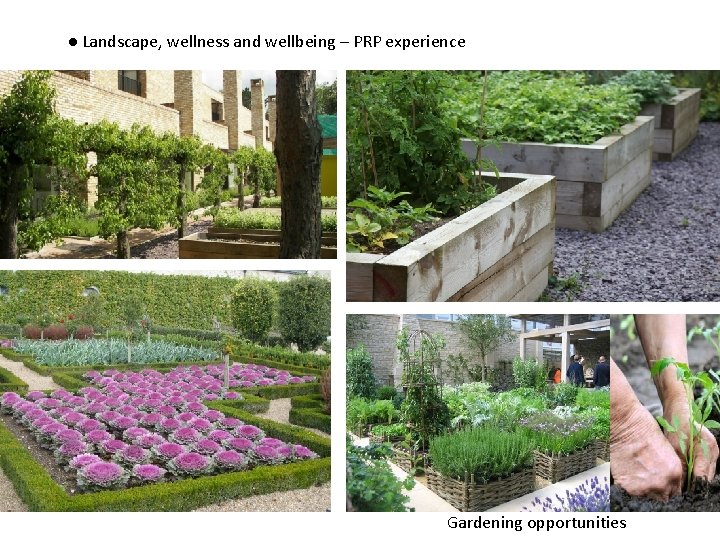 ● Landscape, wellness and wellbeing – PRP experience Gardening opportunities 