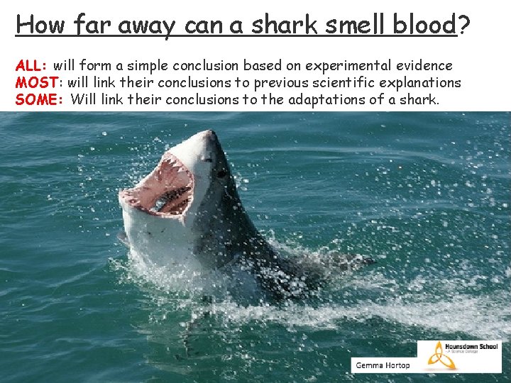How far away can a shark smell blood? ALL: will form a simple conclusion