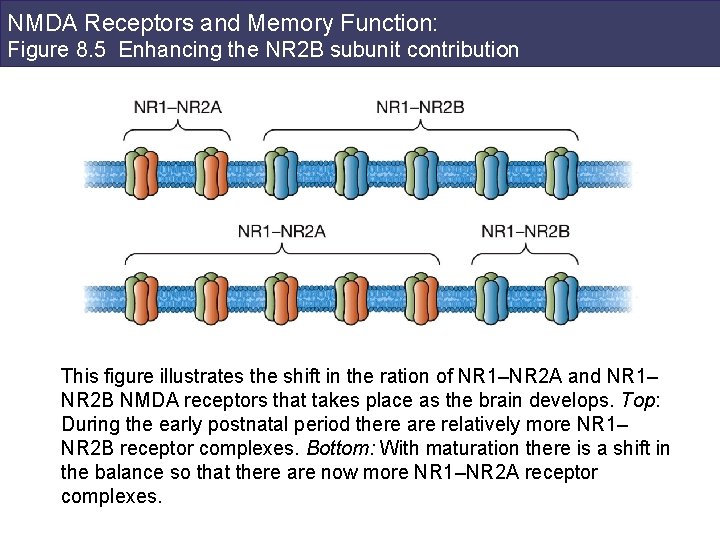 NMDA Receptors and Memory Function: Figure 8. 5 Enhancing the NR 2 B subunit