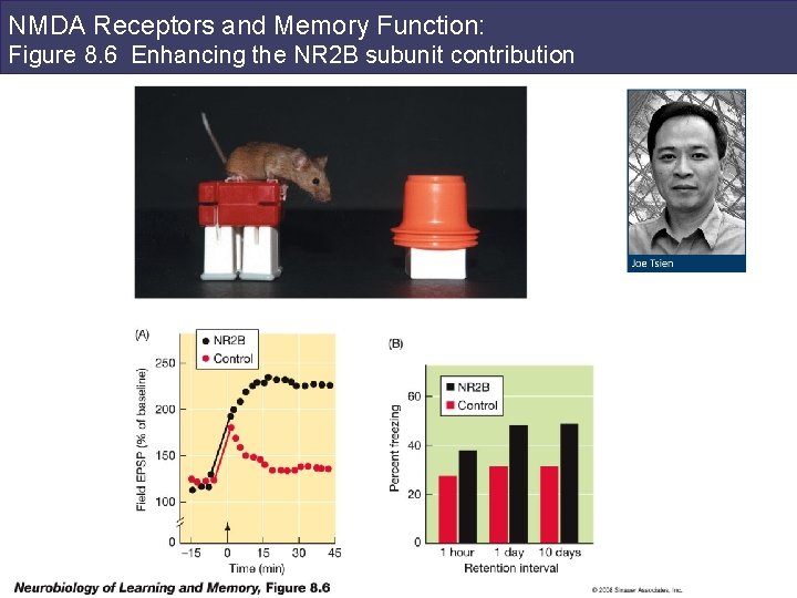 NMDA Receptors and Memory Function: Figure 8. 6 Enhancing the NR 2 B subunit
