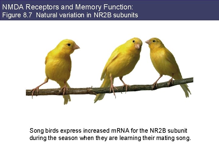 NMDA Receptors and Memory Function: Figure 8. 7 Natural variation in NR 2 B