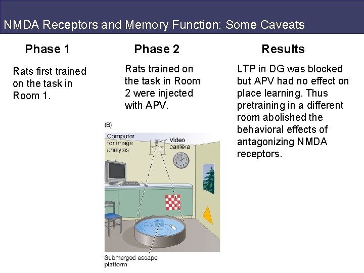 NMDA Receptors and Memory Function: Some Caveats Phase 1 Rats first trained on the