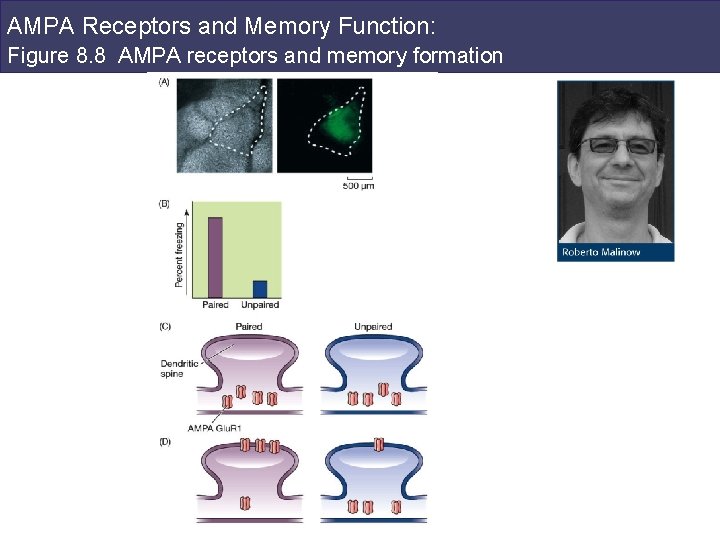 AMPA Receptors and Memory Function: Figure 8. 8 AMPA receptors and memory formation 