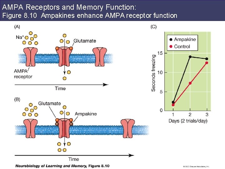 AMPA Receptors and Memory Function: Figure 8. 10 Ampakines enhance AMPA receptor function 