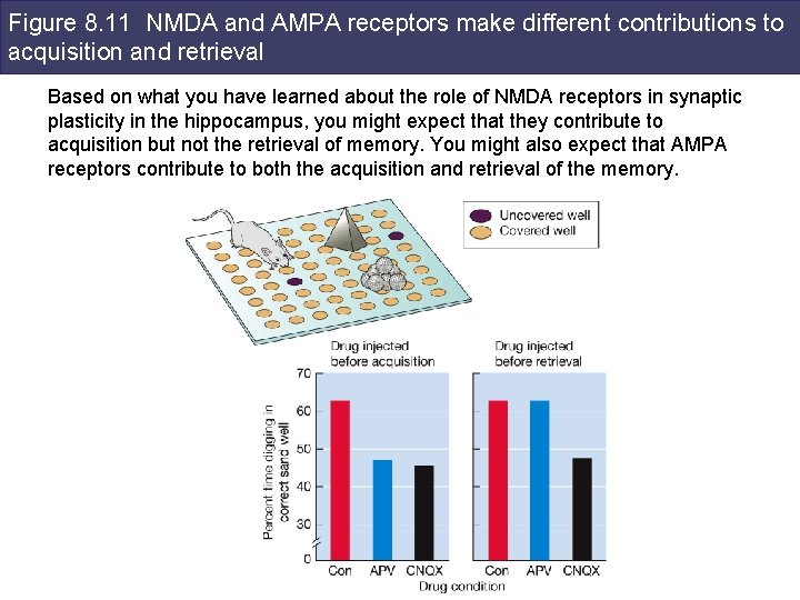 Figure 8. 11 NMDA and AMPA receptors make different contributions to acquisition and retrieval