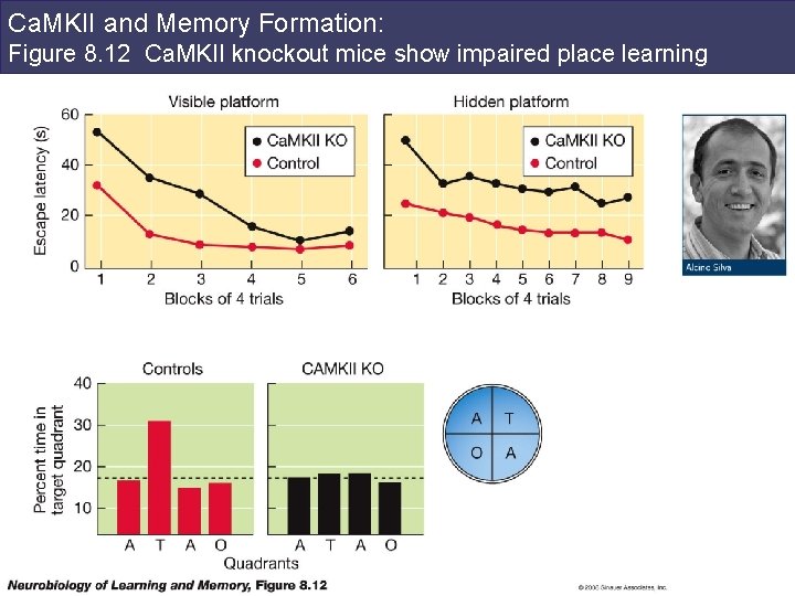 Ca. MKII and Memory Formation: Figure 8. 12 Ca. MKII knockout mice show impaired
