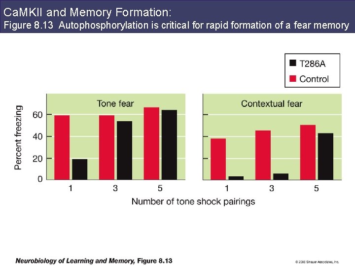 Ca. MKII and Memory Formation: Figure 8. 13 Autophosphorylation is critical for rapid formation
