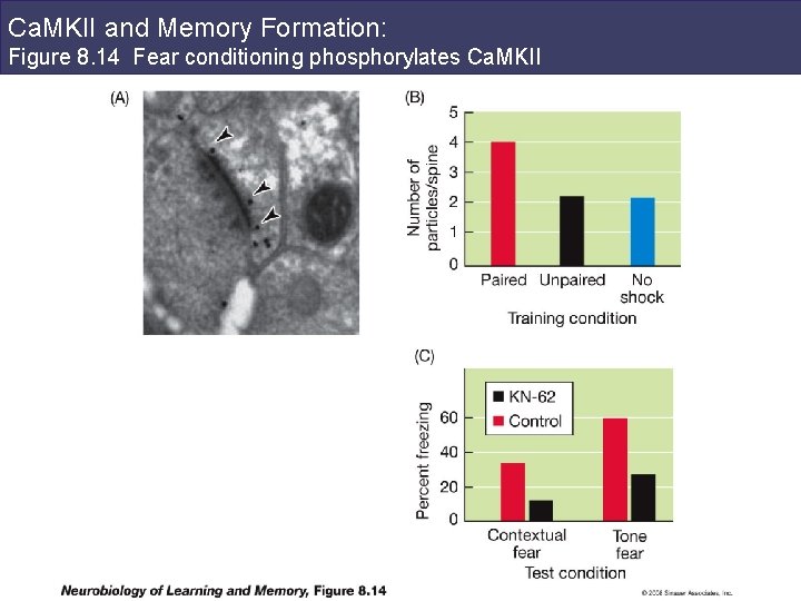 Ca. MKII and Memory Formation: Figure 8. 14 Fear conditioning phosphorylates Ca. MKII 