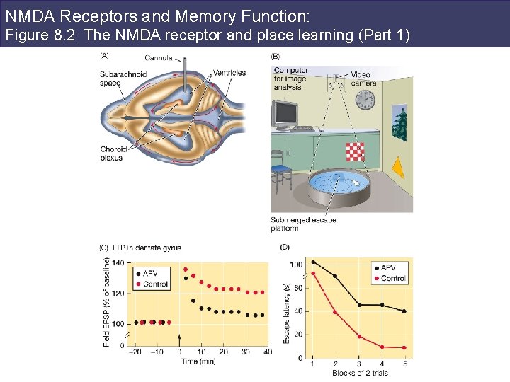 NMDA Receptors and Memory Function: Figure 8. 2 The NMDA receptor and place learning