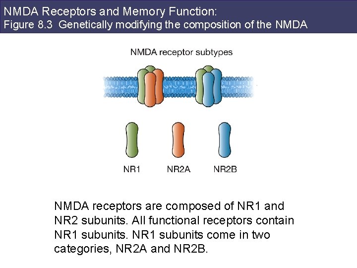 NMDA Receptors and Memory Function: Figure 8. 3 Genetically modifying the composition of the