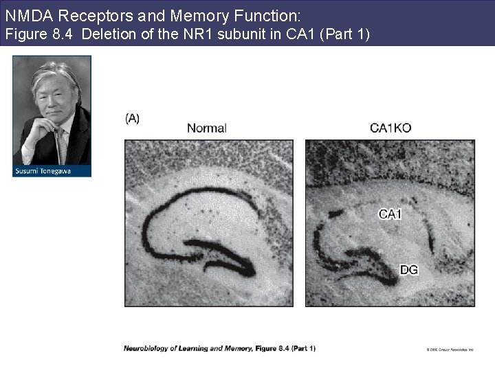 NMDA Receptors and Memory Function: Figure 8. 4 Deletion of the NR 1 subunit