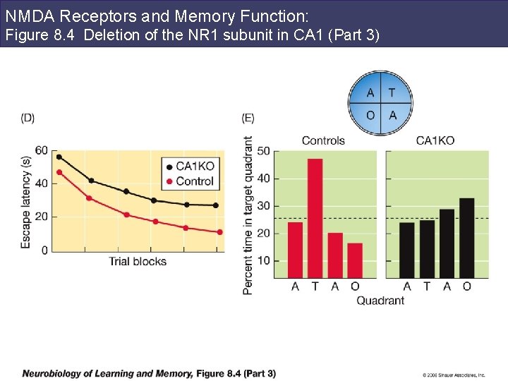 NMDA Receptors and Memory Function: Figure 8. 4 Deletion of the NR 1 subunit
