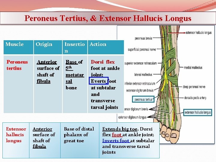 Peroneus Tertius, & Extensor Hallucis Longus Muscle Origin Insertio Action n Peroneus tertius Anterior