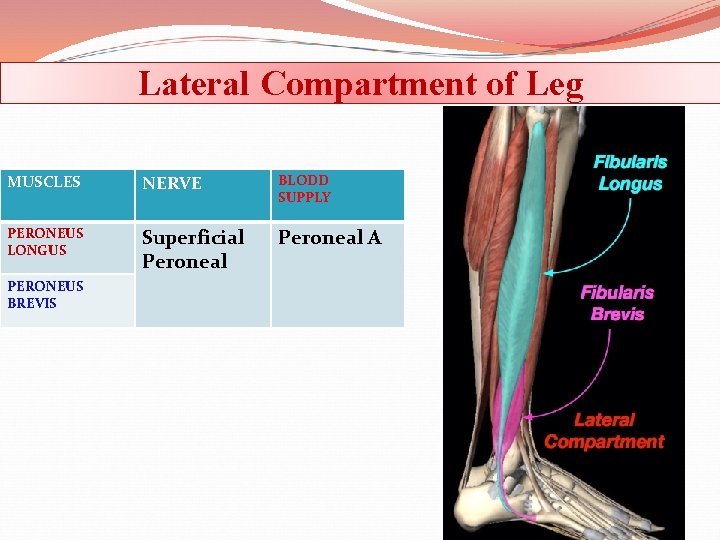 Lateral Compartment of Leg MUSCLES NERVE BLODD SUPPLY PERONEUS LONGUS Superficial Peroneal A PERONEUS