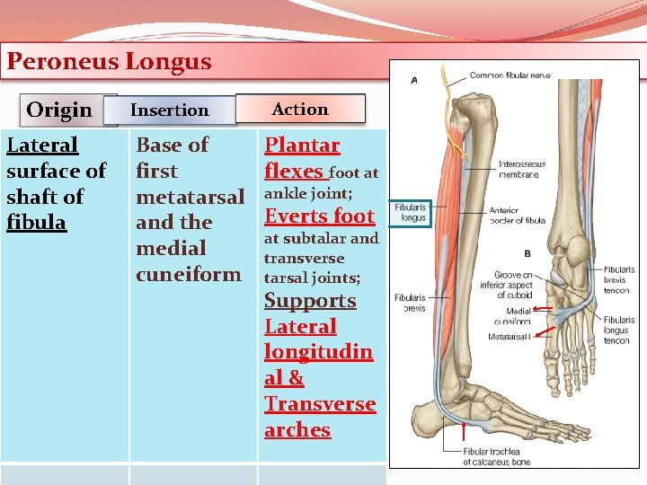 Peroneus Longus Origin Lateral surface of shaft of fibula Insertion Action Base of Plantar